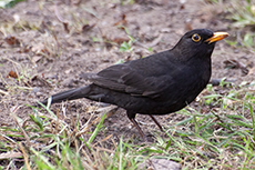 Amsel mnnchen [Turdus merula]