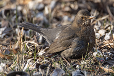 Amsel weibchen [Turdus merula]