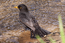Amsel mnnchen [Turdus merula]