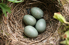 Amsel Gelege [Turdus merula]
