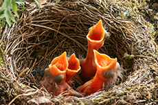 Amsel Kken [Turdus merula]