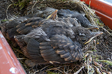 Amsel Jungvgel [Turdus merula]