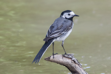 Bachstelze [Motacilla alba]