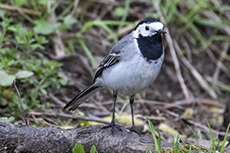 Bachstelze [Motacilla alba]