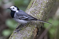 Bachstelze [Motacilla alba]