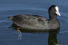 Blsshuhn [Fulica atra]