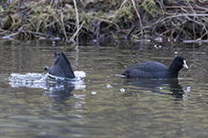 Blsshuhn [Fulica atra]