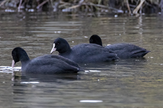 Blsshuhn [Fulica atra]