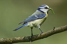 Blaumeise [Cyanistes caeruleus]