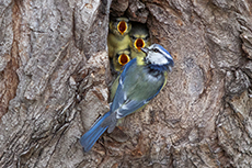 Blaumeise [Cyanistes caeruleus]