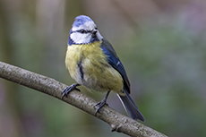 Blaumeise [Cyanistes caeruleus]