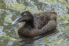 Eiderente weibchen [Somateria mollissima]