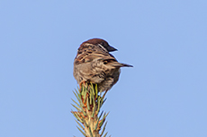 Feldsperling [Passer montanus]