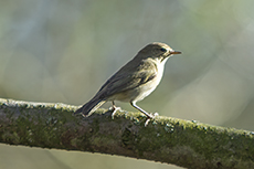 Fitis [Phylloscopus trochilus]