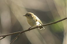 Fitis [Phylloscopus trochilus]