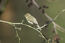 Fitis [Phylloscopus trochilus]