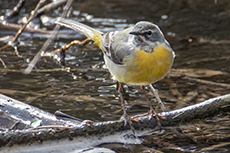 Gebirgsstelze [Motacilla cinerea]