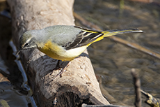 Gebirgsstelze [Motacilla cinerea]
