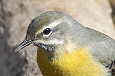 Gebirgsstelze [Motacilla cinerea]