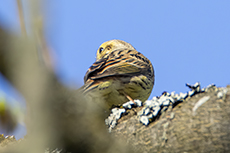 Goldammer [Emberiza citrinella]