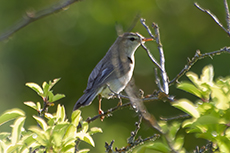 Grnlaubsnger [Phylloscopus trochiloides]