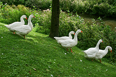 Hausgans [Anser anser domesticus]