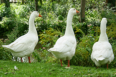 Hausgans [Anser anser domesticus]
