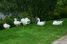 Hausgans