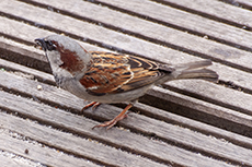 Haussperling mnnchen [Passer domesticus]