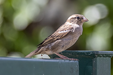 Haussperling weibchen [Passer domesticus]