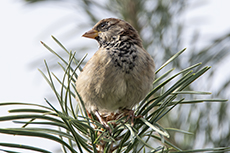 Haussperling mnnchen [Passer domesticus]