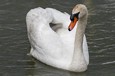 Hckerschwan mnnchen [Cygnus olor]