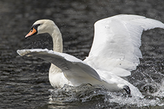 Hckerschwan weibchen [Cygnus olor]