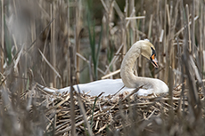 Höckerschwan