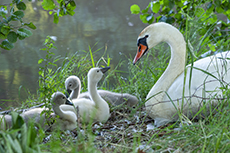 Hckerschwan weibchen mit Kken [Cygnus olor]
