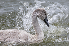 Hckerschwan Kken [Cygnus olor]