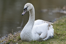Höckerschwan