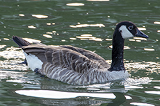 Kanadagans [Branta canadensis]