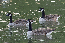 Kanadagans [Branta canadensis]
