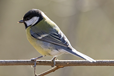 Kohlmeise [Parus major]