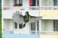 Kohlmeise [Parus major]