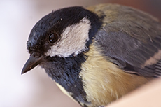 Kohlmeise [Parus major]
