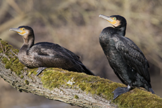 Kormoran [Phalacrocorax carbo]
