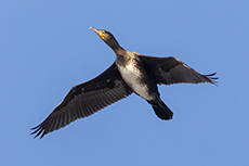 Graureiher [Ardea cinerea]