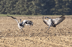 Kranich [Grus grus]