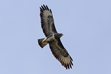 Musebussard [Buteo buteo]