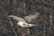 Musebussard [Buteo buteo]