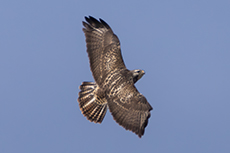 Musebussard [Buteo buteo]