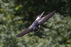 Mehlschwalbe [Delichon urbicum]
