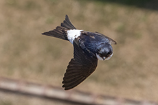 Mehlschwalbe [Delichon urbicum]